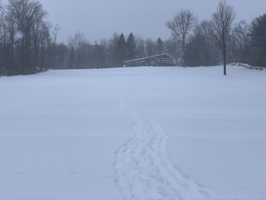 snowy lawn